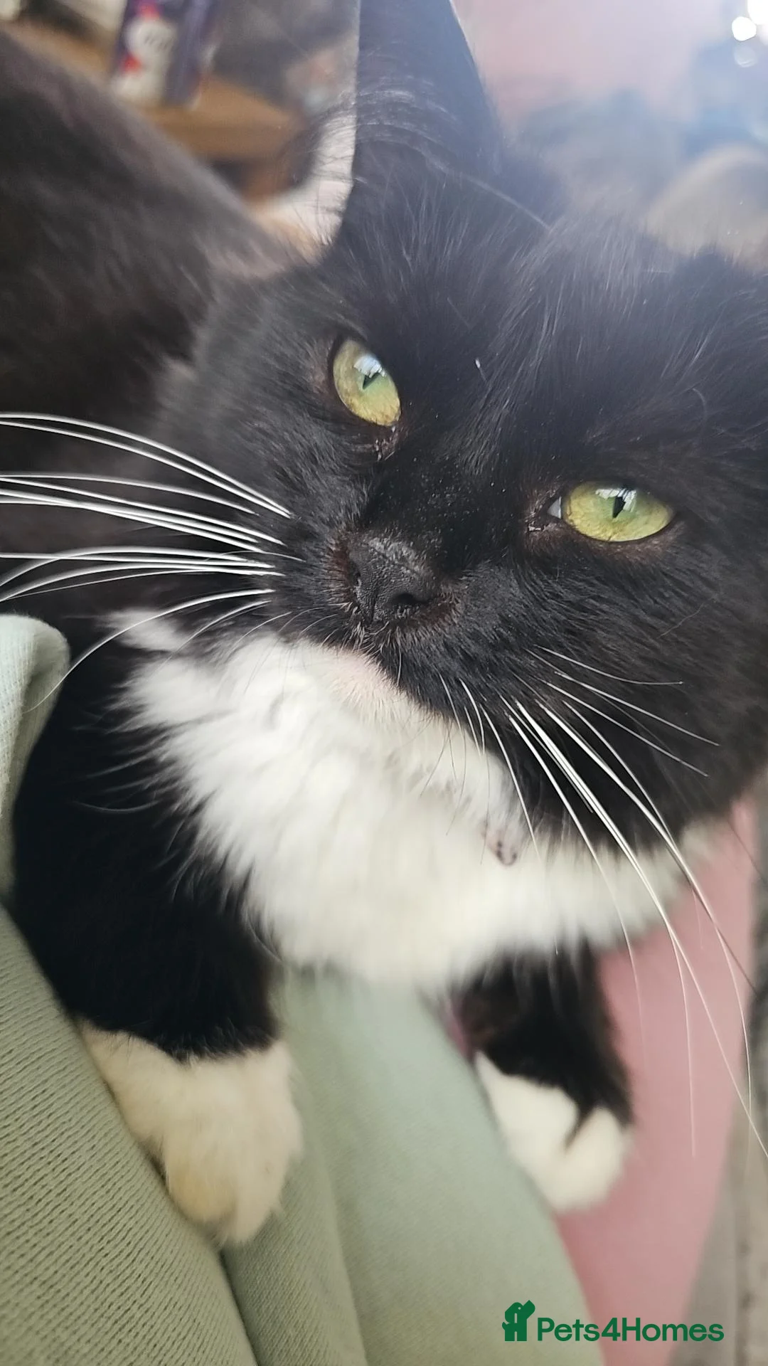 Mixed Breed cats for sale: Free To Good Home - Advert 2