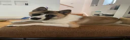 Akita dogs for sale: Meet Bailey  in Bournemouth - Advert 3