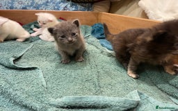 Ragdoll cats for sale: 8 Gorgeous kittens for sale (Reservation) - Image 4