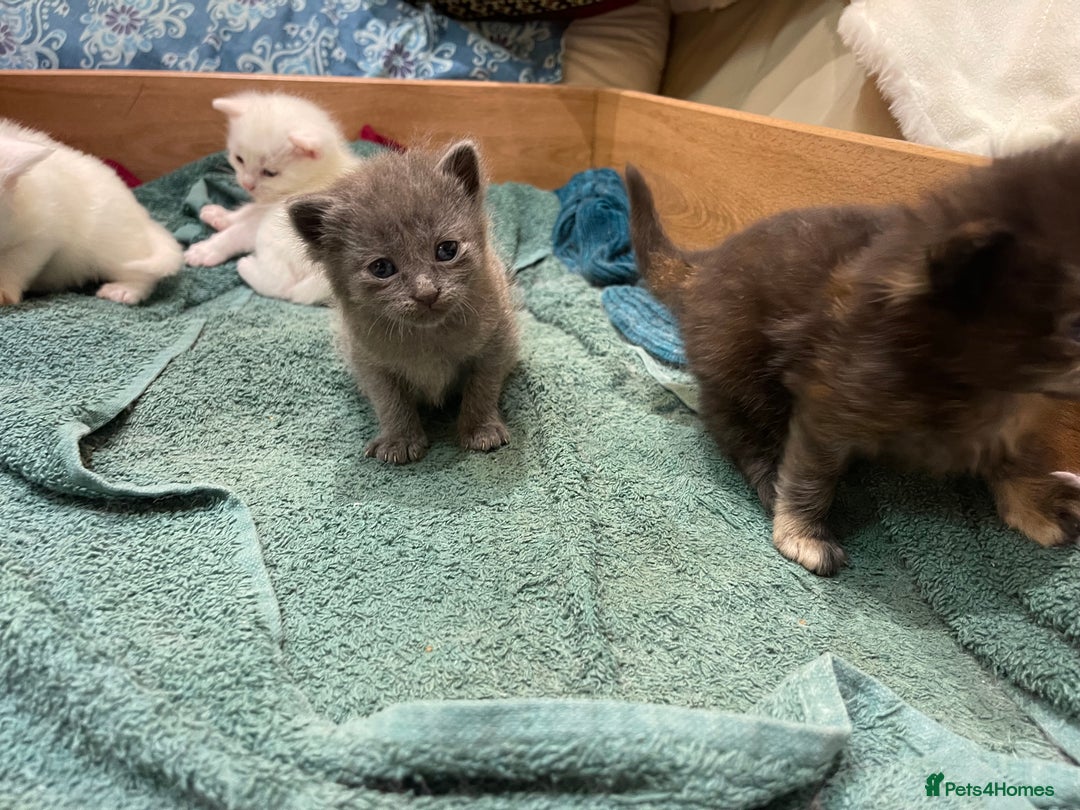 Ragdoll cats for sale: 8 Gorgeous kittens for sale (Reservation) - Image 4