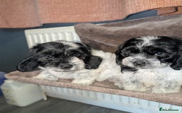 Cockapoo dogs for sale: F1 cockapoos babies  - Image 2