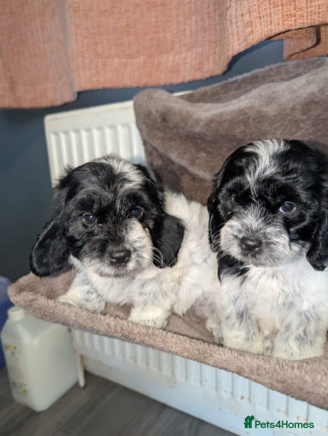 Cockapoo dogs for sale: F1 cockapoos babies  - Image 2