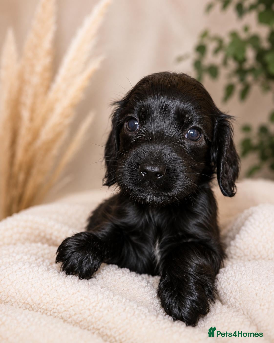 Mixed Breed dogs 🐾 STUNNING MERLE/CHOC/BLACK COCKER SPANIELS 🐾  - Advert 2