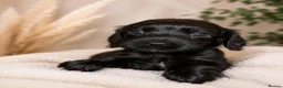 Mixed Breed dogs for sale: 🐾 STUNNING MERLE/CHOC/BLACK COCKER SPANIELS 🐾  - Advert 2