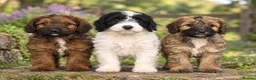 Cockapoo dogs for sale: 💥RARE COLOUR H/TESTED TOY F1 COCKAPOOS FOR SALE💥 - Advert 6