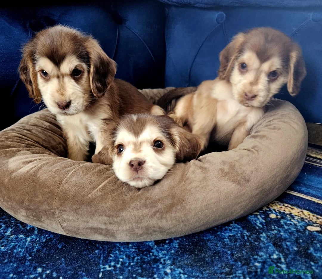 Cocker Spaniel dogs for sale: Show type cocker spaniel puppies  - Image 4