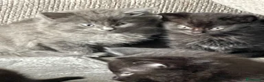 Mixed Breed Kitten 2