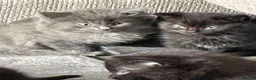 Mixed Breed cats for sale: Beautiful Fluffy Male Kittens x3 - Advert 4