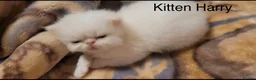Persian cats for sale: White as snow boy looking for a new home  - Advert 8