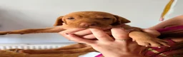Hungarian Vizsla dogs for sale: Short haired Hungarian Viszla - Advert 3