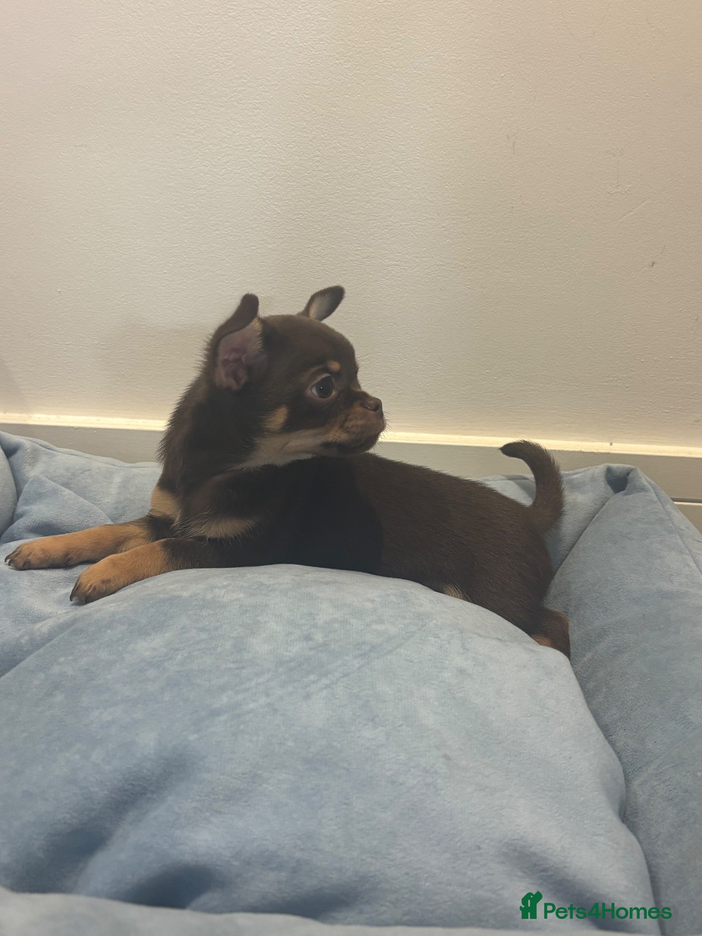 Chihuahua dogs Stunning KC Reg Chocolate Chihuahuas - Advert 2