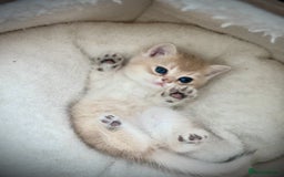 British Shorthair cats for sale: British Shorthair Golden kitten GCCF - Image 25