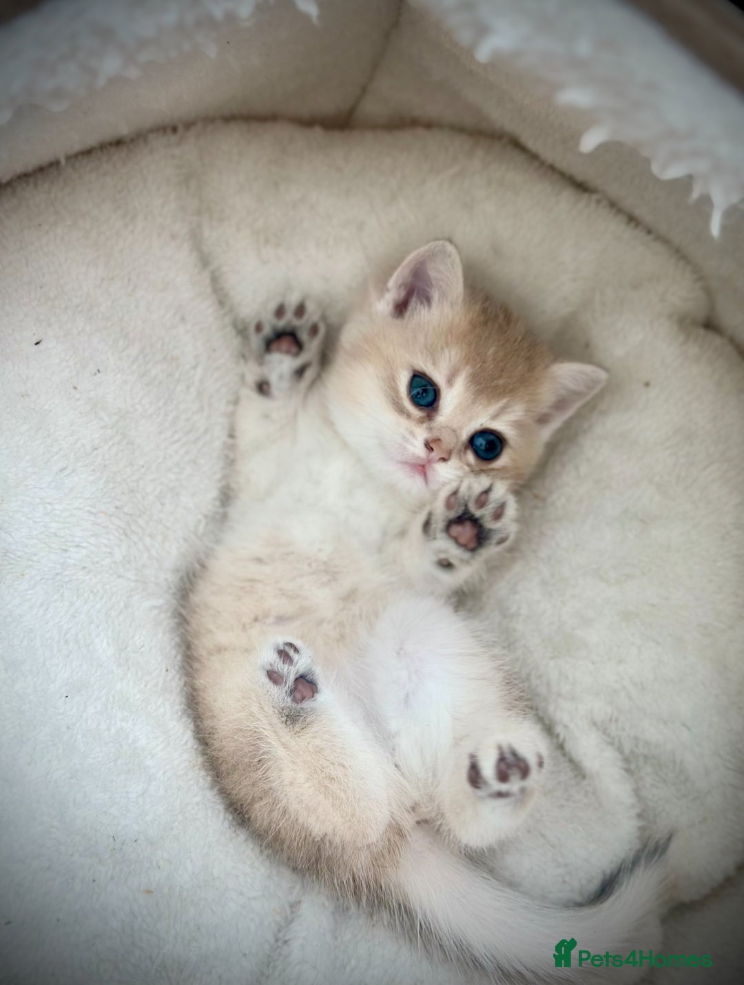 British Shorthair cats for sale: British Shorthair Golden kitten GCCF - Image 25