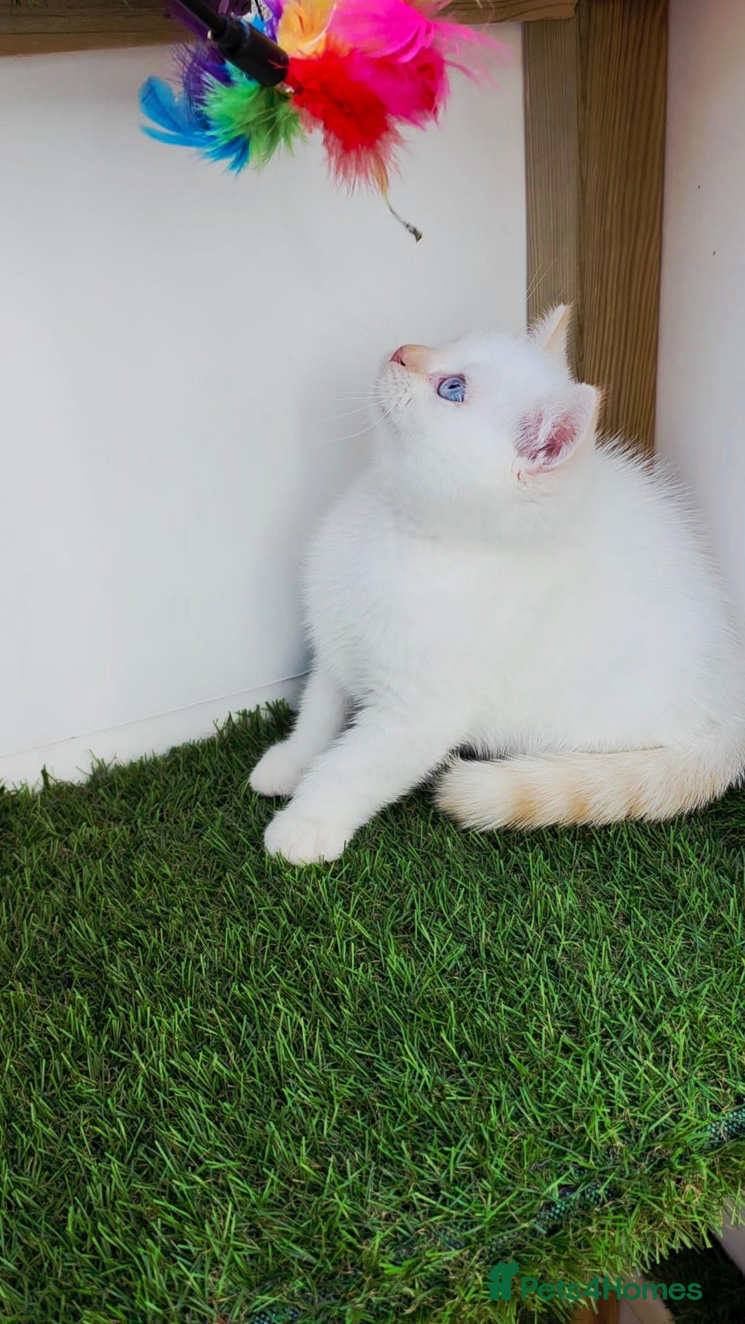 British Shorthair cats British shorthair cream pointed  - Advert 1