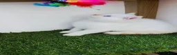 British Shorthair cats for sale: British shorthair cream pointed  - Advert 1