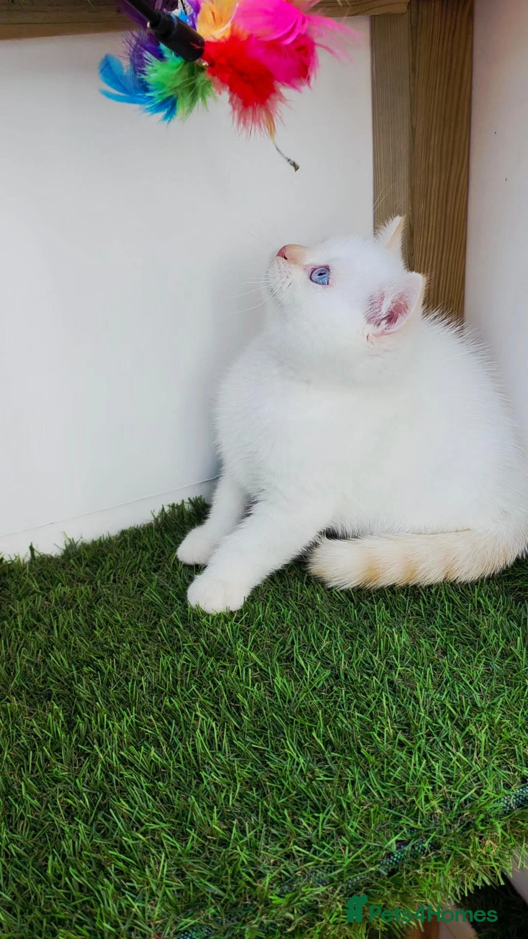 British Shorthair cats for sale: British shorthair cream pointed  - Advert 1