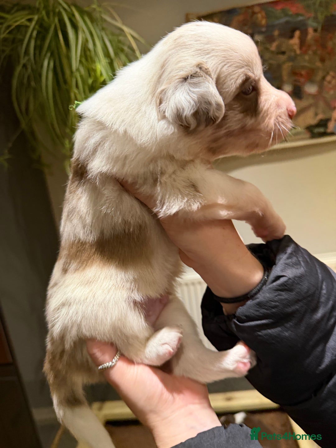 Border Collie dogs for sale: Red & white tri merle border collie puppies - Advert 17