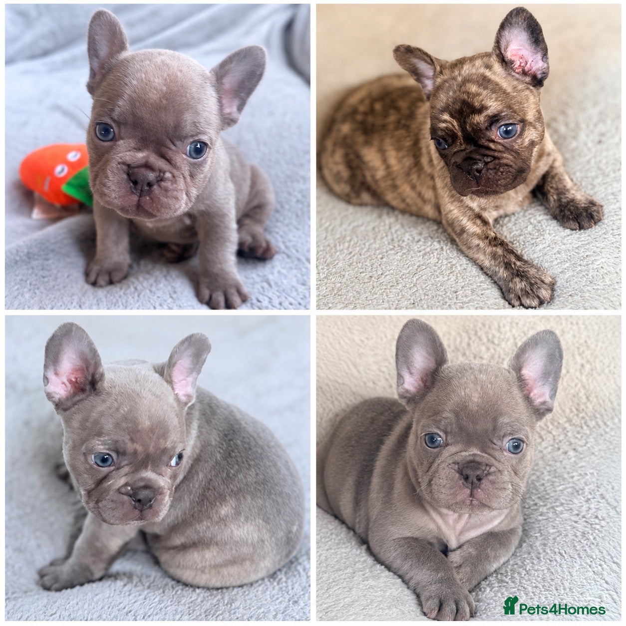 French Bulldog dogs French Bulldog Puppies ready 27th Sept Derby  - Advert 2
