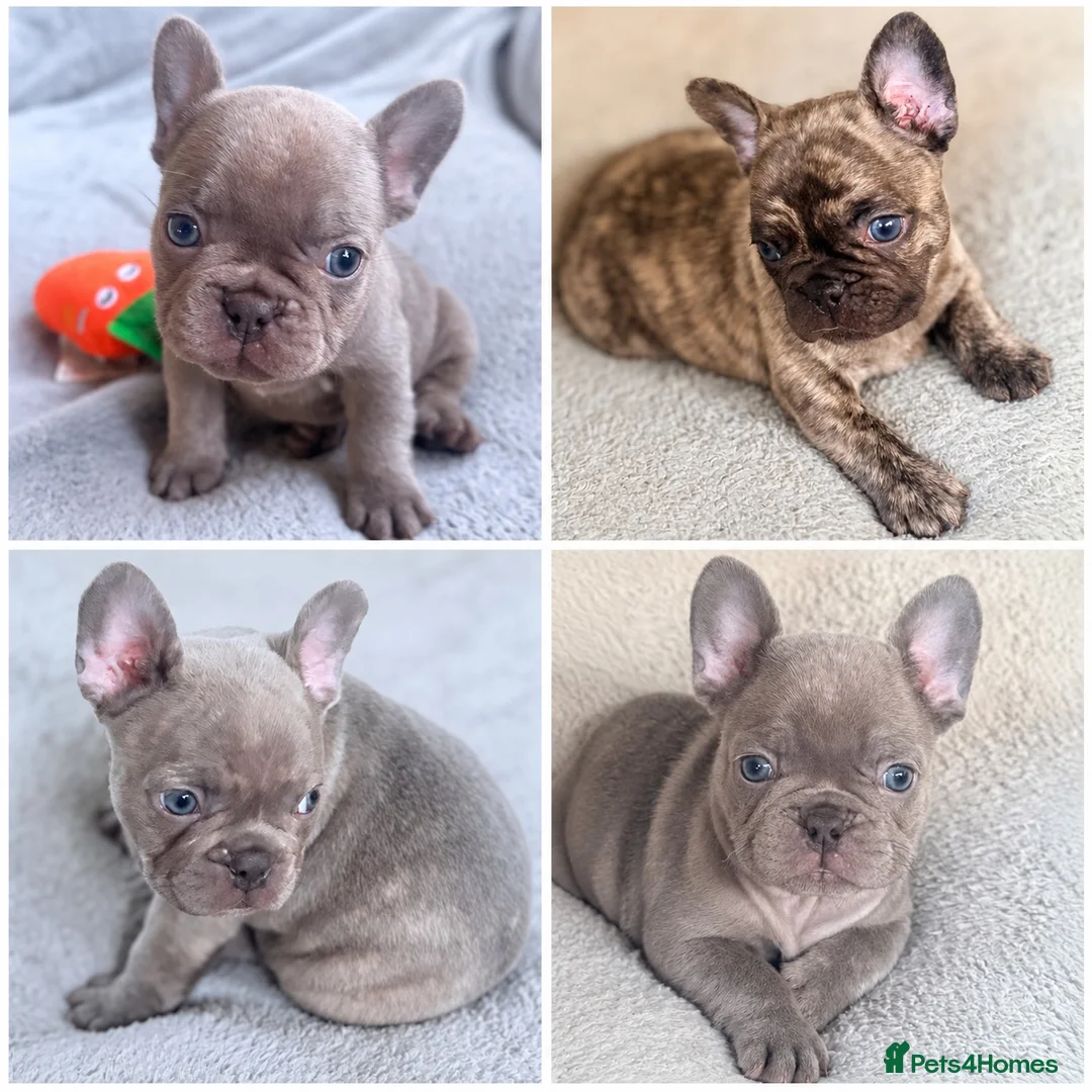 French Bulldog dogs for sale: French Bulldog Puppies ready 27th Sept Derby  in Derby - Advert 1
