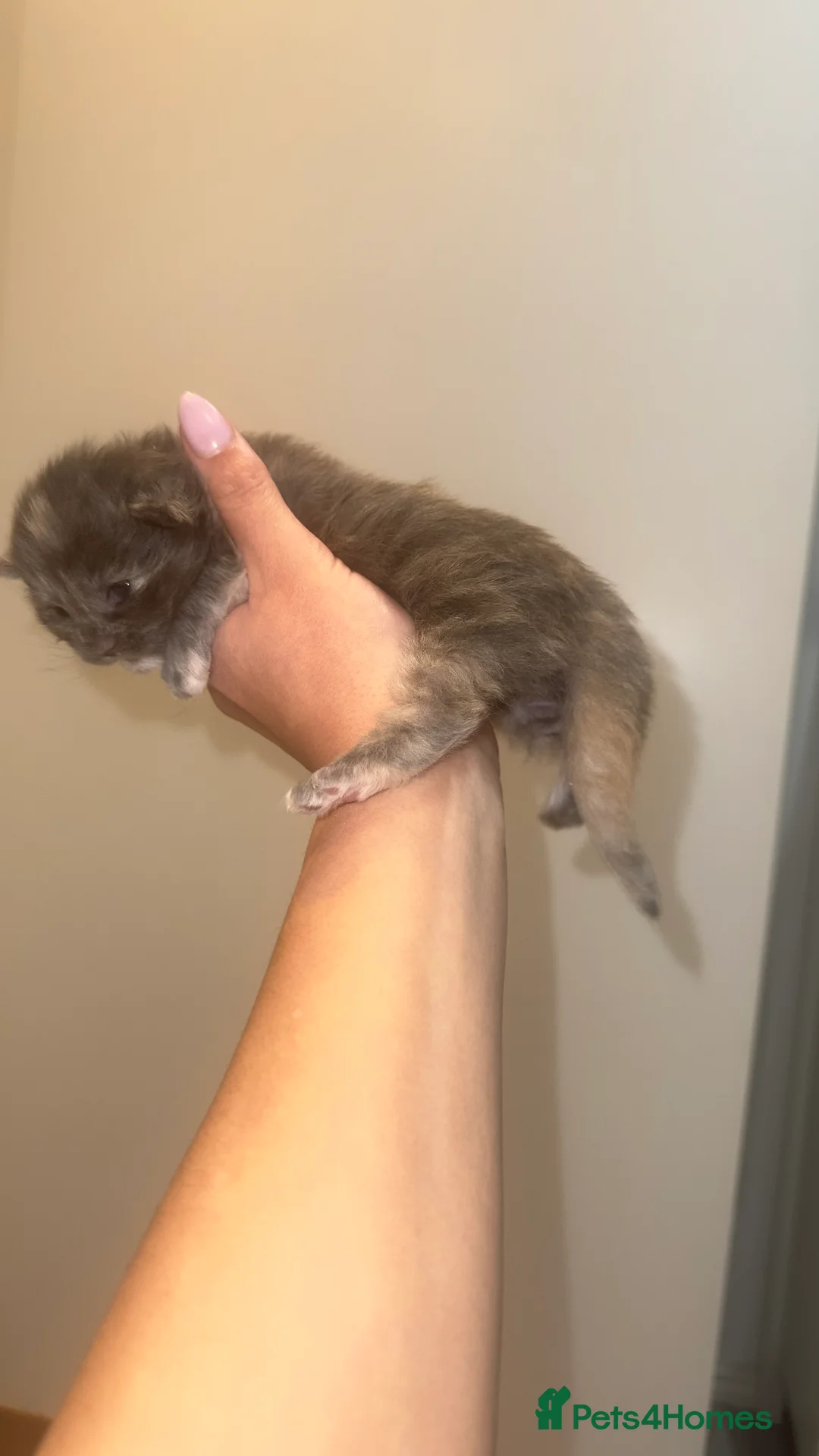 Maine Coon cats for sale: Stunning TICA Registered Maine Coon Kittens - Advert 24