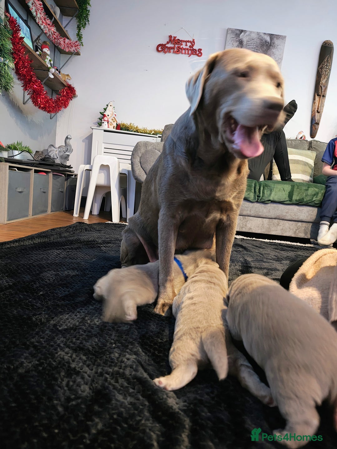 Labrador Retriever dogs for sale: Silver Labrador puppies  - Advert 28