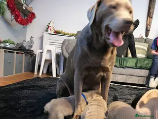 Labrador Retriever dogs Silver Labrador puppies - Advert 2