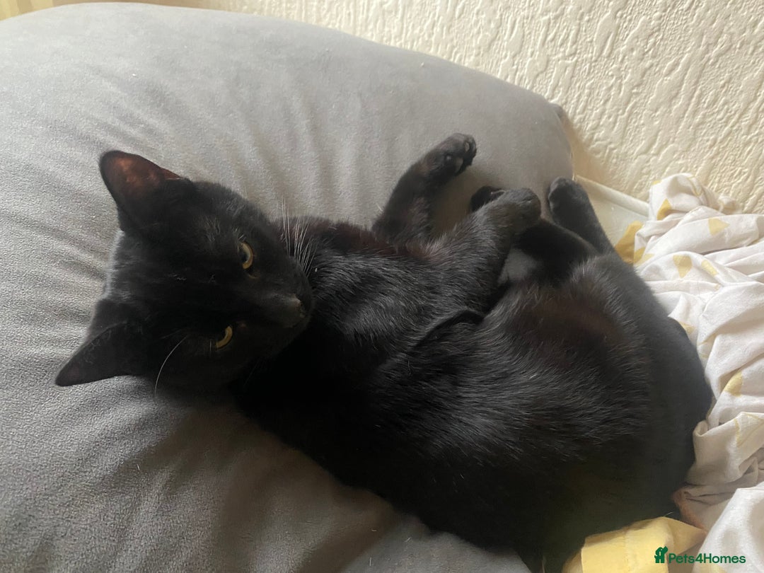 Domestic Shorthair cats for sale: 2 male kittens for rehome together 9 months old - Advert 8