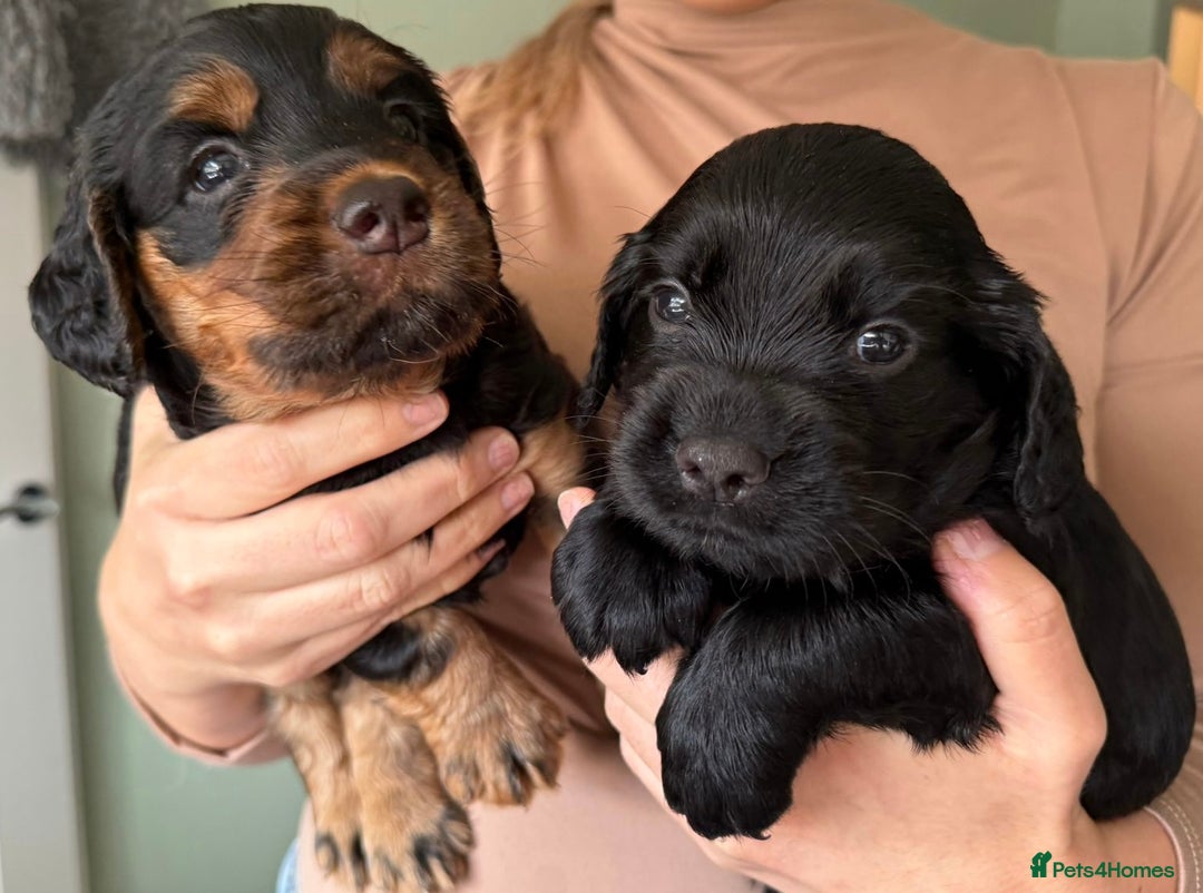 Sprocker dogs for sale: Last gorgeous Sprocker boy remaining  - Image 9