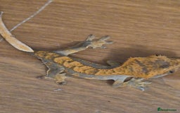 Gecko reptiles for sale: Beautiful Unsexed Crested Geckos ⬇️  - Image 12