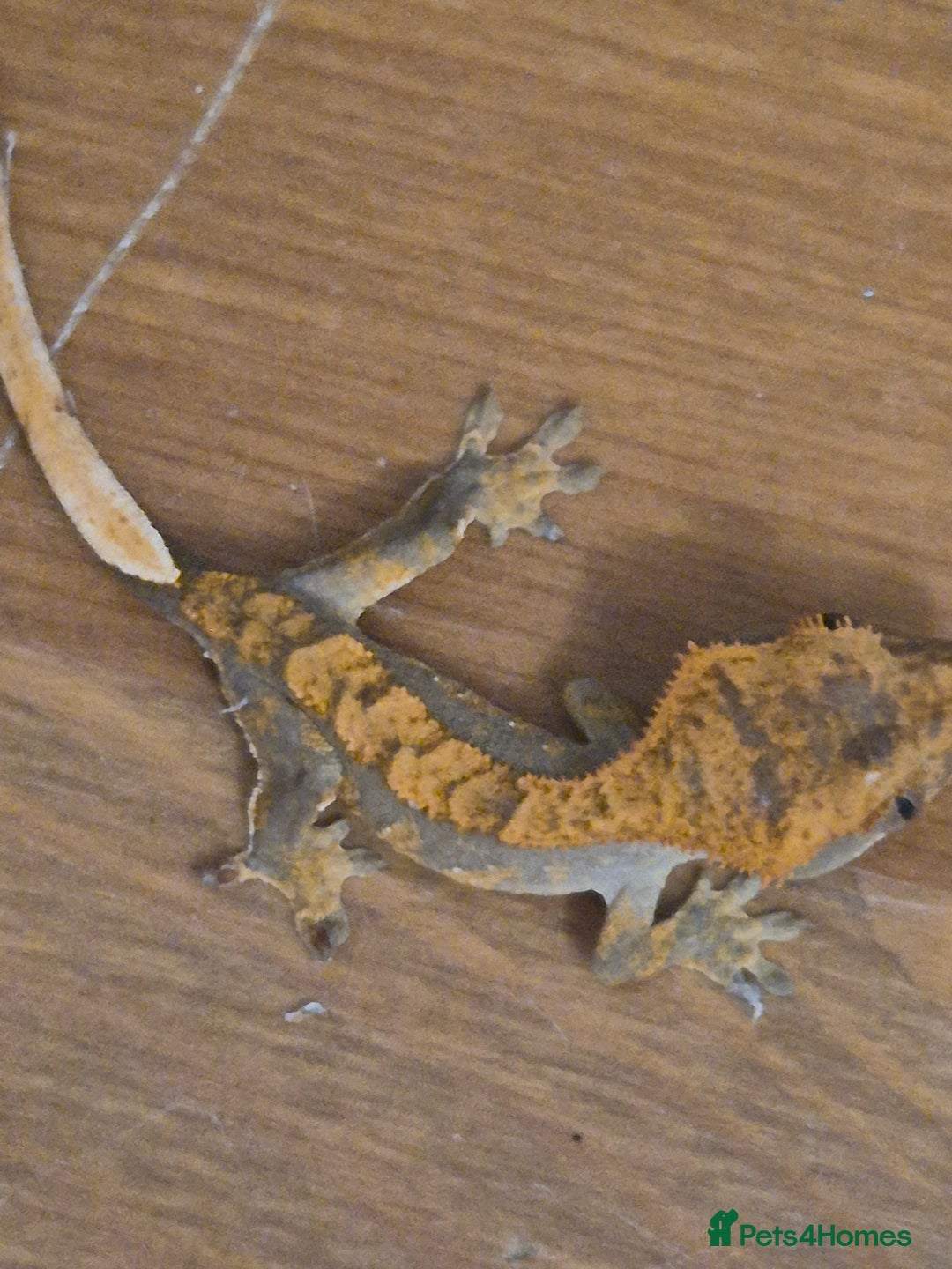 Gecko reptiles for sale: Beautiful Unsexed Crested Geckos ⬇️  - Image 12