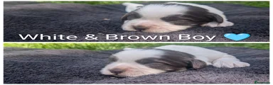 Puppy 3