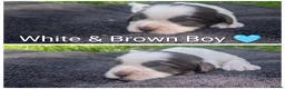 Mixed Breed dogs for sale: Cock-a-tzu  - Advert 8