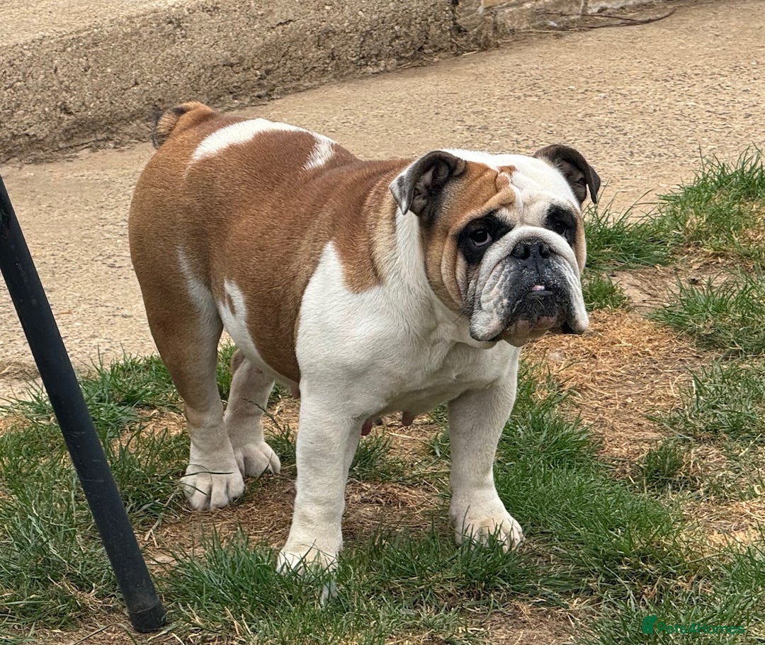 English Bulldog dogs for sale: 2 KC registered Bitches - Image 8