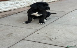 Cane Corso dogs for sale: Cane Corso puppies  - Image 9