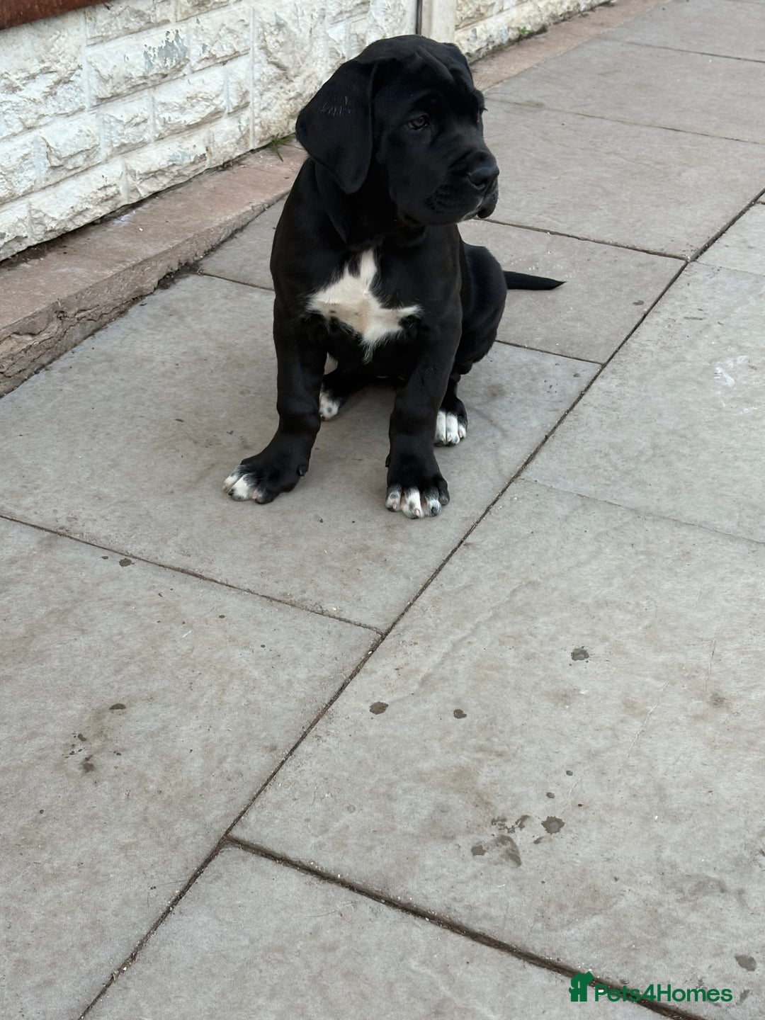 Cane Corso dogs for sale: Cane Corso puppies  - Image 9