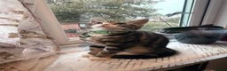 Mixed Breed cats for sale: 4 lovely kittens looking for loving & caring home in Luton - Advert 18