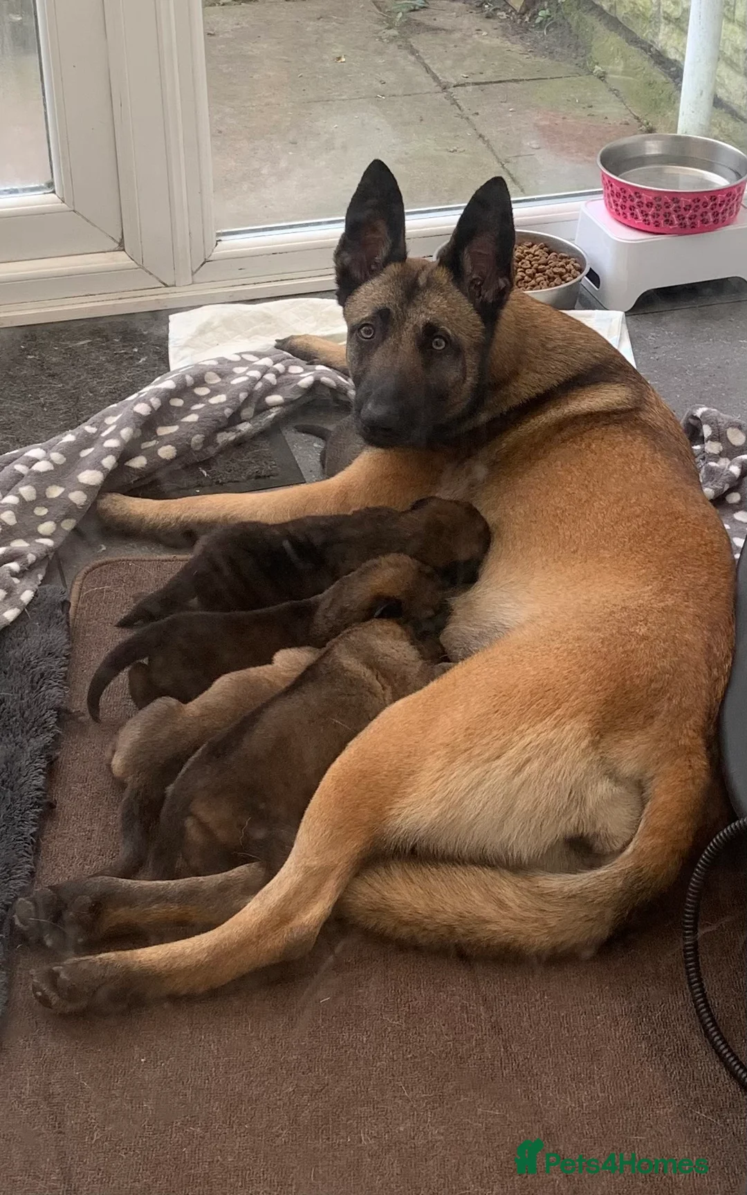 Mixed Breed dogs for sale: Belgian Malinois x German Shepherd puppies  in Preston - Advert 1