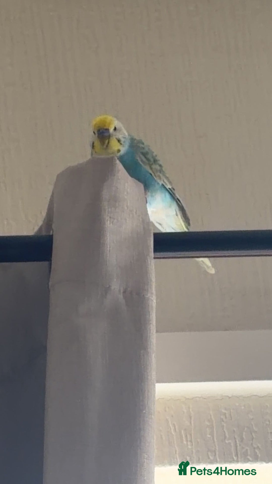 Budgerigars birds Budgie  - Advert 1
