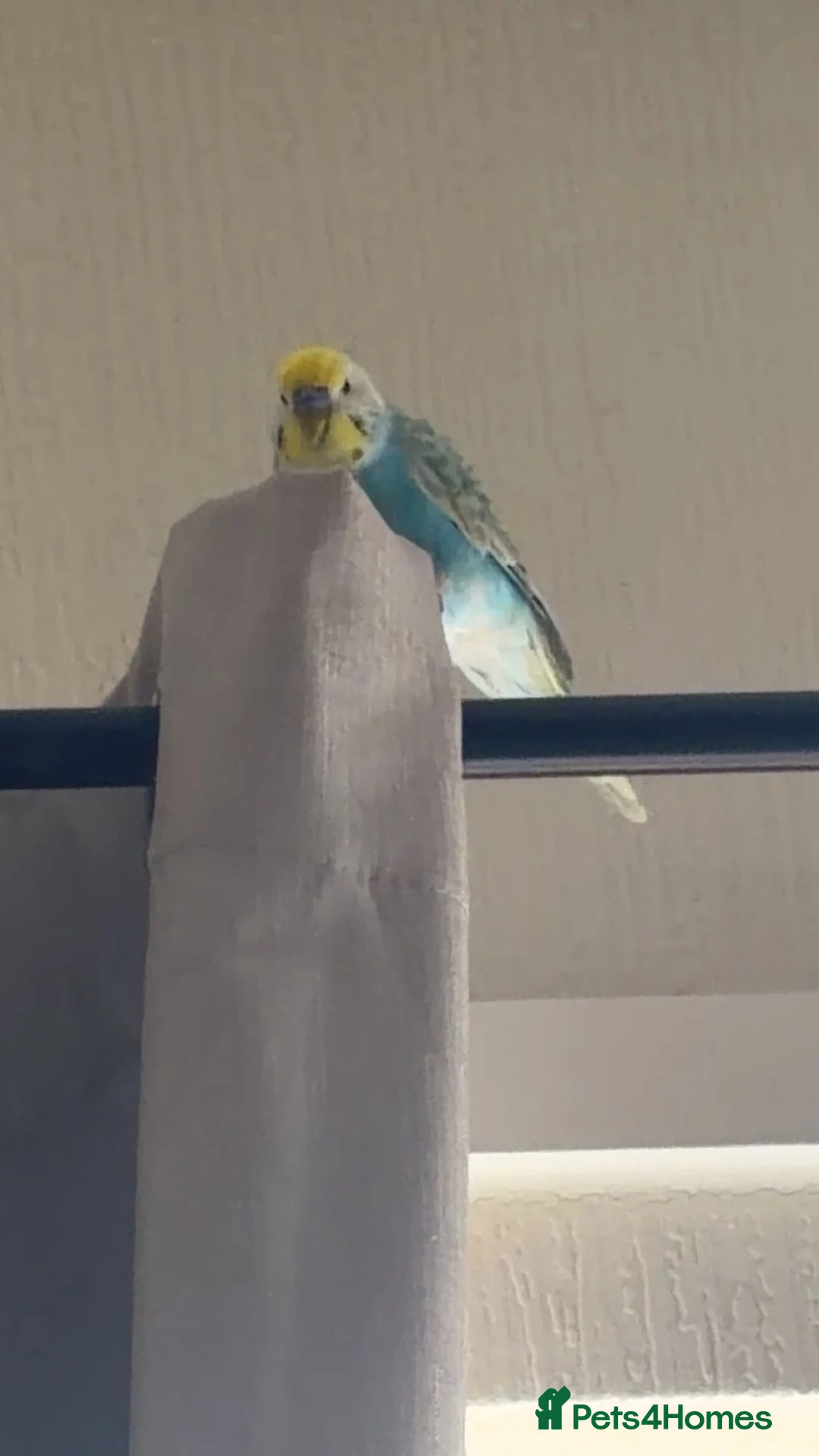 Budgerigars birds for sale: Budgie  - Advert 1