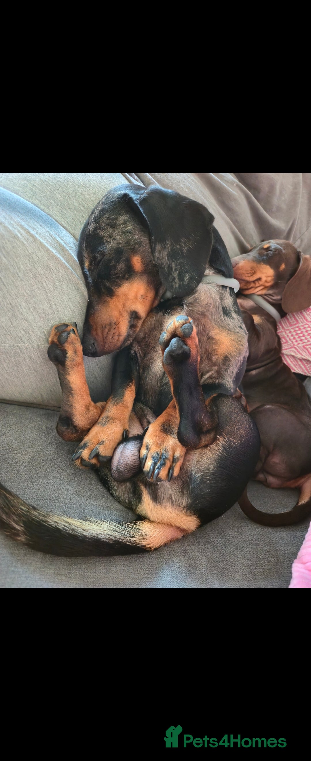 Dachshund dogs for sale: Our Precious Slinky - Image 4