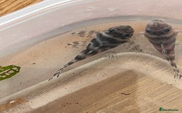 Plecos fish for sale: L333 Gurupa Rare! 9 adults.  - Image 2