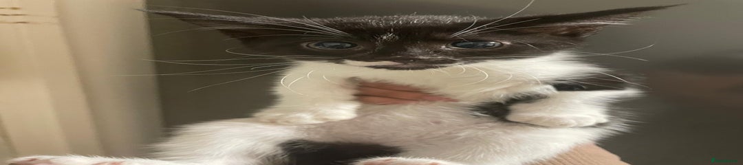 Domestic Shorthair Kitten 2