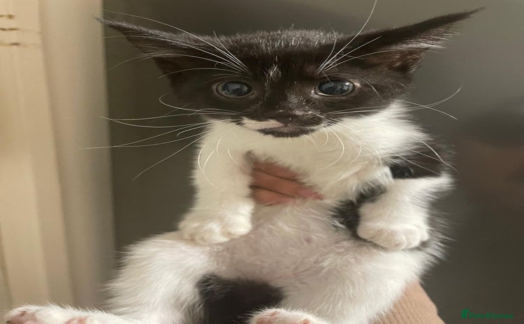 Domestic Shorthair cats - Advert 1