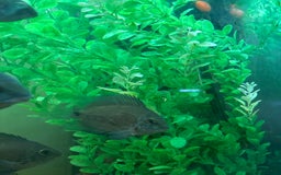 Cichlids fish for sale: Uaru  - Advert 2