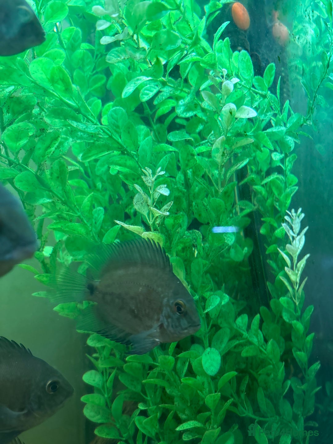 Cichlids fish for sale: Uaru  - Advert 2