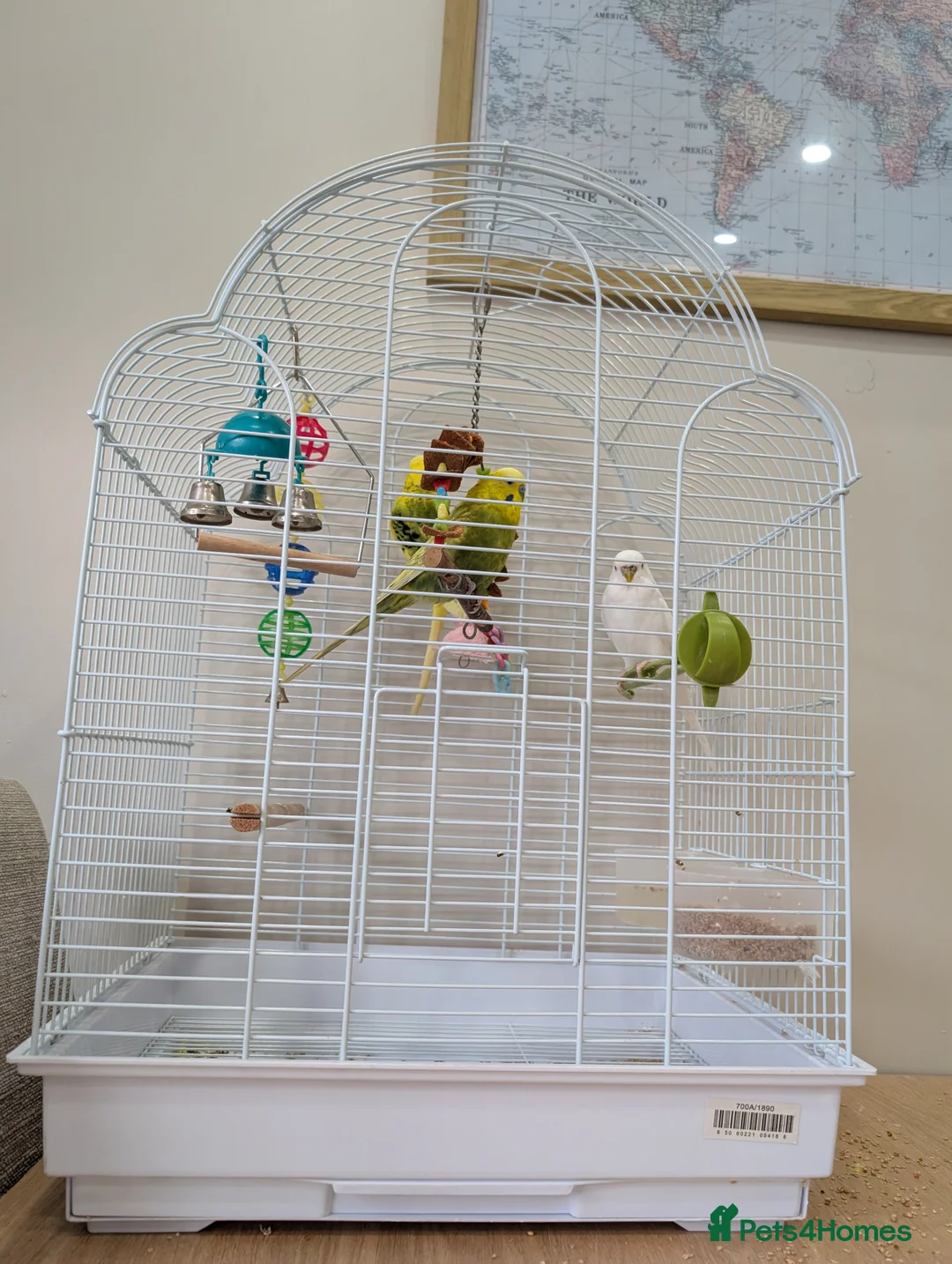 Budgerigars birds for sale: Budgies - Advert 1