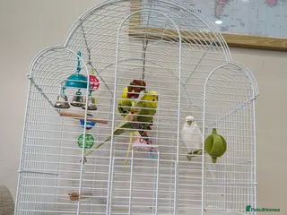 Budgerigars birds Budgies - Advert 1