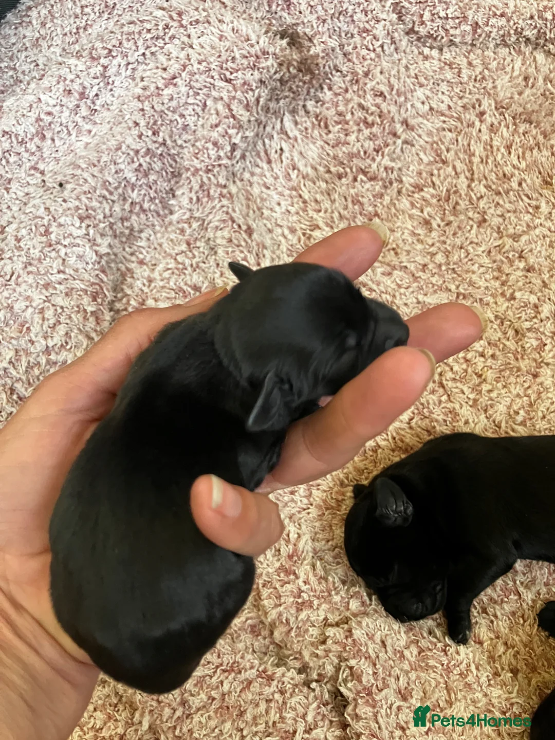 Labrador Retriever dogs for sale: Quality bred, cared for puppies. Pick of litter? - Advert 7