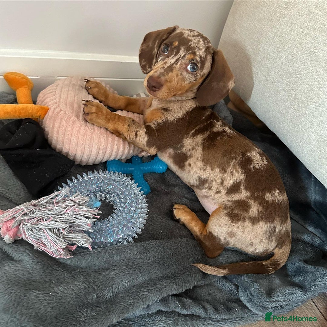 Miniature Dachshund dogs for sale: Beautiful miniature dachshund puppy - Image 2