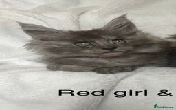 Maine Coon cats for sale: Stunning Maincoon kittens - Image 20